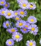 Aster dumosus 'Aster la Vista'