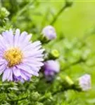 Aster dumosus 'Aster la Vista'