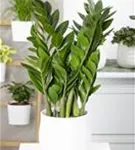 Zamioculcas zamiifolia 'Zenzi'