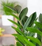 Zamioculcas zamiifolia 'Zenzi'