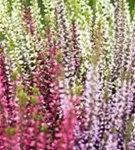 Calluna vulgaris 'Garden Girls-Trio'