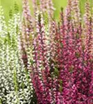 Calluna vulgaris 'Garden Girls-Trio'