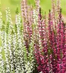 Calluna vulgaris 'Garden Girls-Trio'