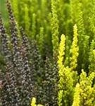 Calluna vulgaris 'Garden Girls-Trio'