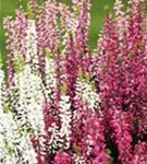 Calluna vulgaris 'Garden Girls-Trio'