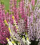 Calluna vulgaris 'Garden Girls-Trio'