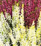 Calluna vulgaris 'Garden Girls-Trio'