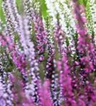 Calluna vulgaris 'Garden Girls-Trio'