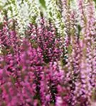 Calluna vulgaris 'Garden Girls-Trio'