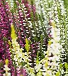 Calluna vulgaris 'Garden Girls-Trio'